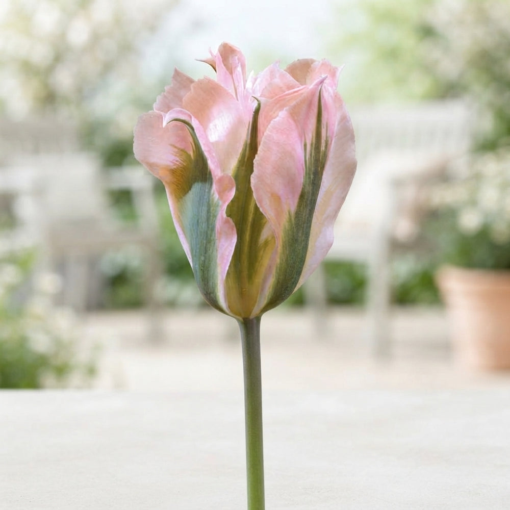 Tulipa 'China Town' Viridiflora Tulip Bulbs – 7 Bulbs