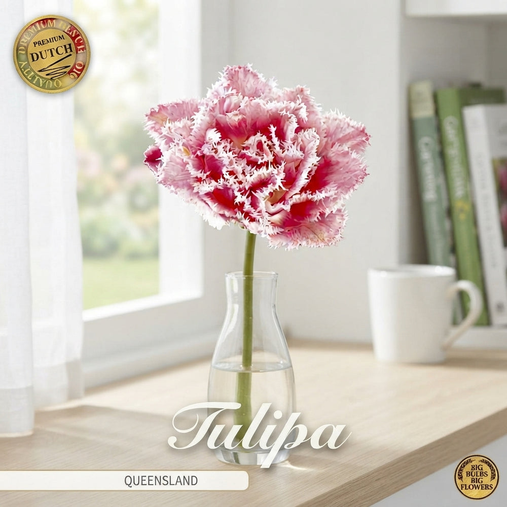 Tulipa ‘Fringed Double Queensland’ Flower Bulbs – 7 Bulbs