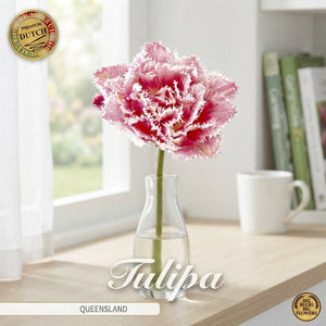 Tulipa ‘Fringed Double Queensland’ Flower Bulbs – 7 Bulbs
