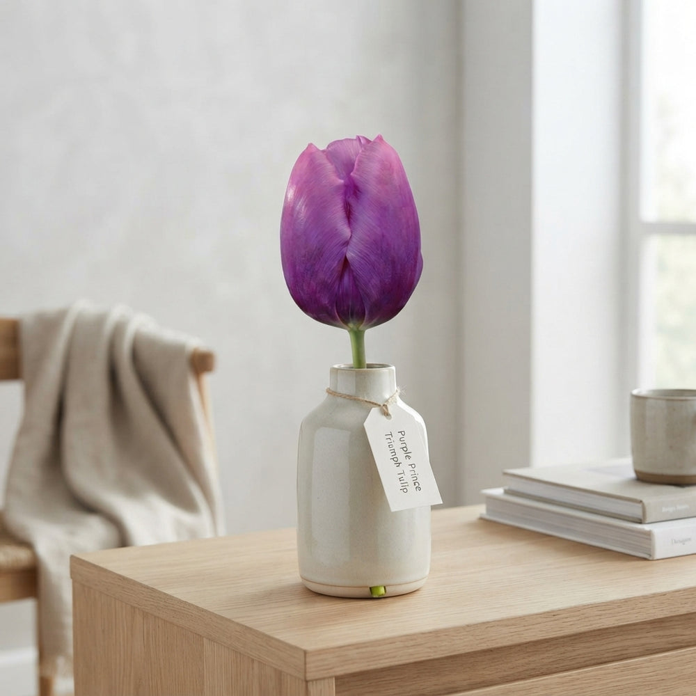 Tulipa Triumph ‘Purple Prince’ Flower Bulbs – 10 Pack