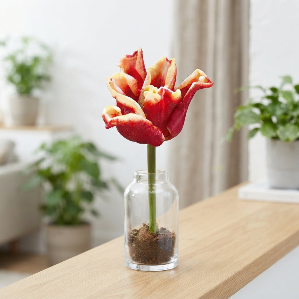 Tulipa Crown Elegant Crown Flower Bulbs – 7 Bulbs