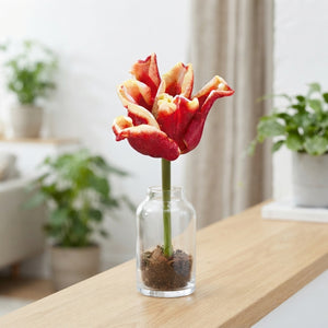 Tulipa Crown Elegant Crown Flower Bulbs – 7 Bulbs