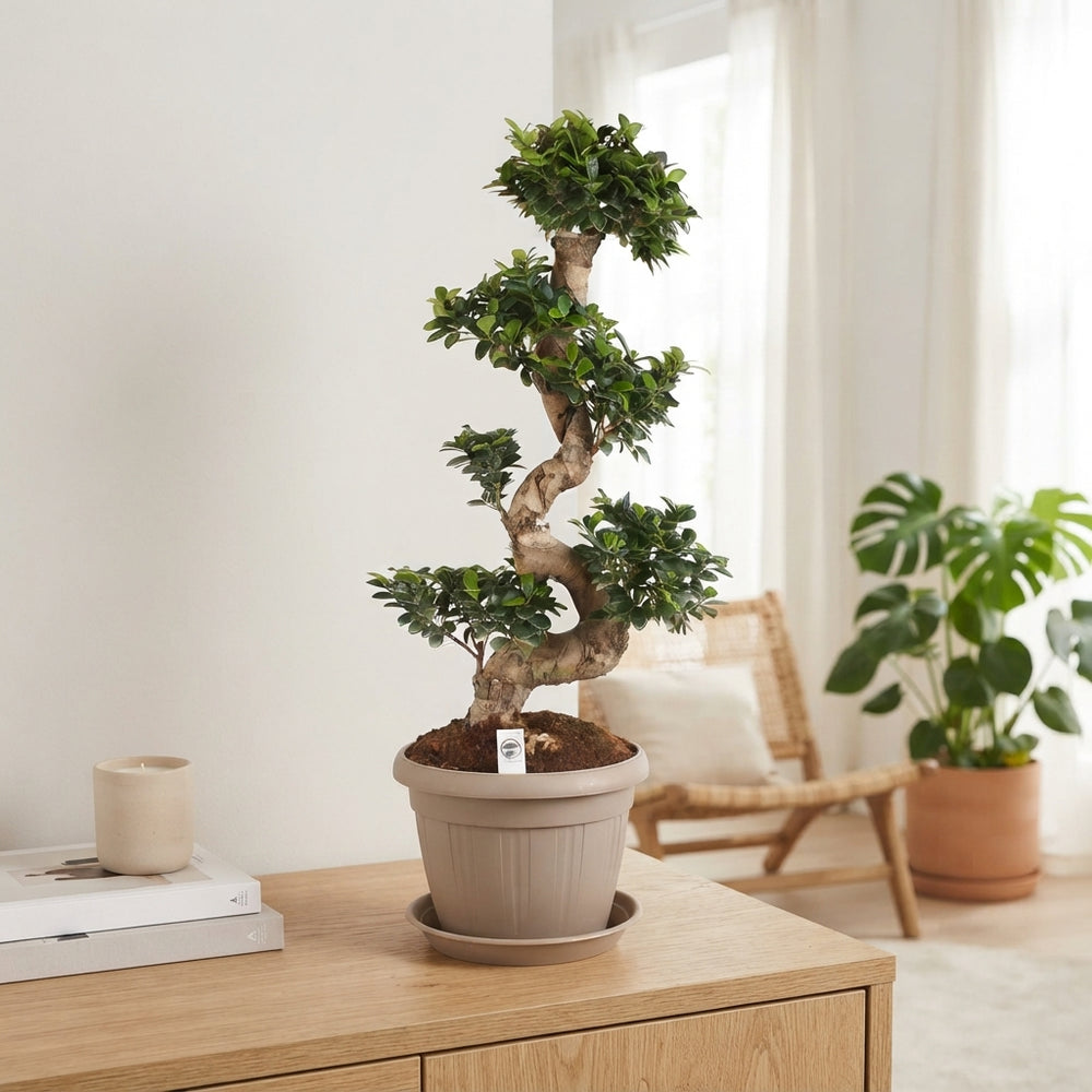 Ficus Ginseng (Ficus microcarpa) – 35cm Pot