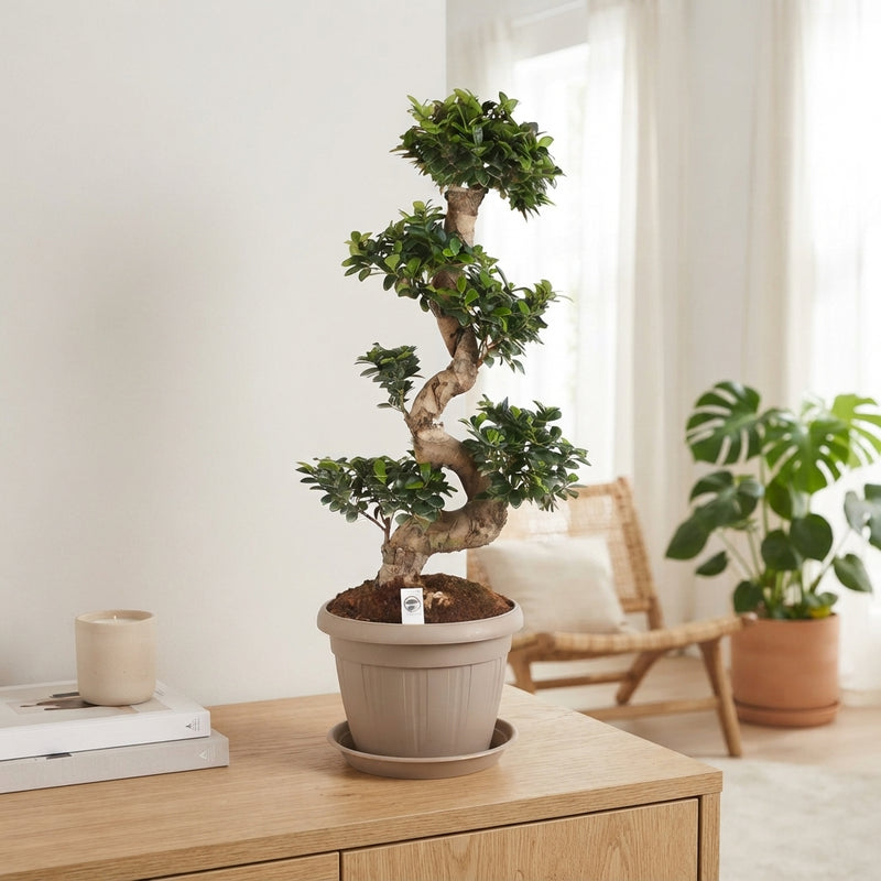 Ficus Ginseng (Ficus microcarpa) – 35cm Pot