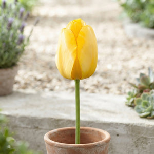 Tulipa ‘Golden Parade’ Spring Flower Bulbs