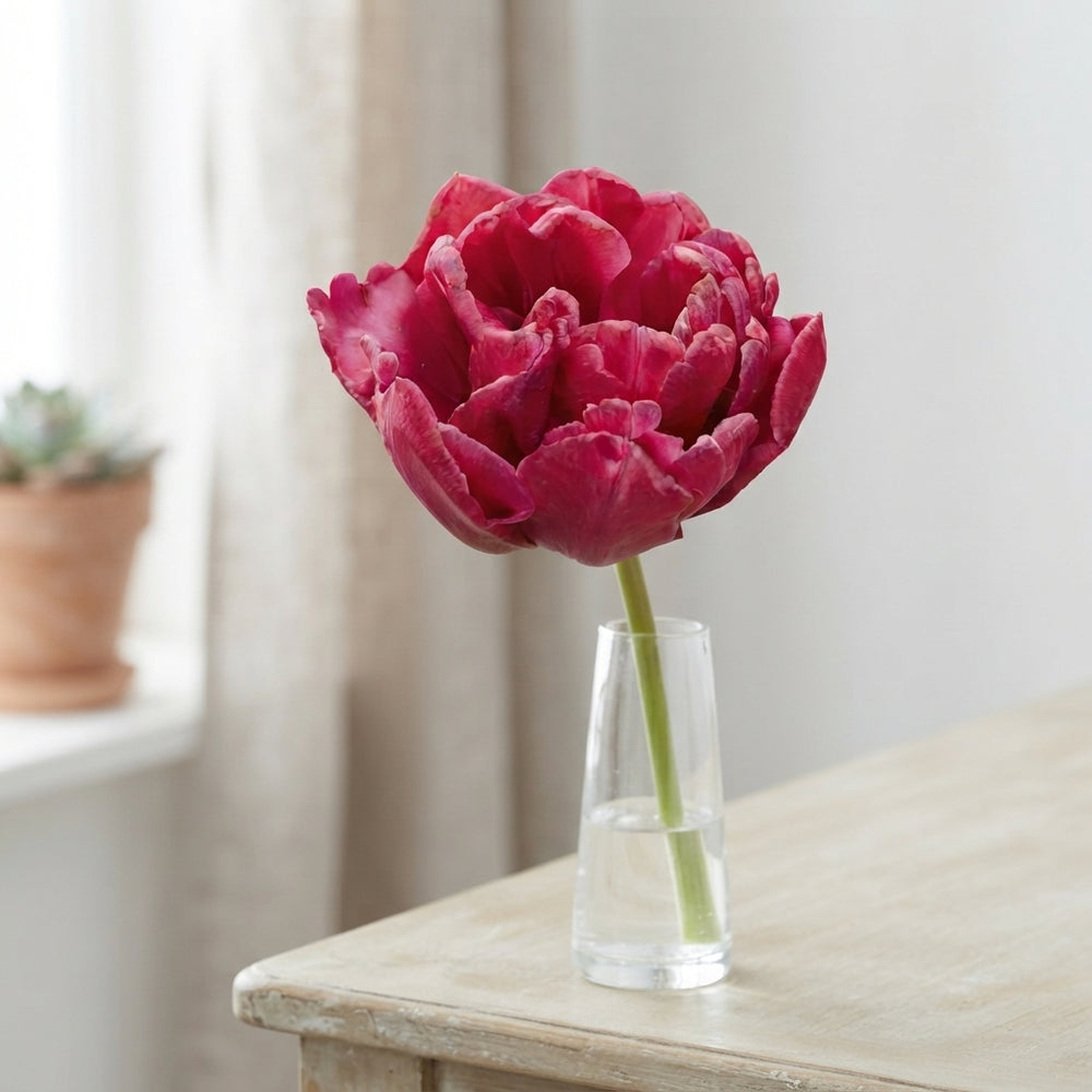Double Late Tulip ‘World Bowl’ Bulbs – 7 Pack