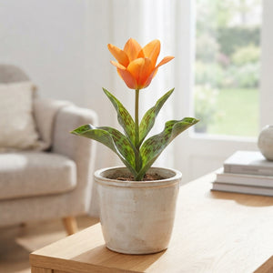 Orange Toronto Greigii Tulip Bulbs – 12cm Bulb Size