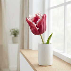 Tulipa ‘Fringed Canasta’ Tulip Bulbs – 7 Bulbs