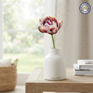 Tulipa ‘Wyndham’ Double Late Tulip Bulbs – Pack of 7