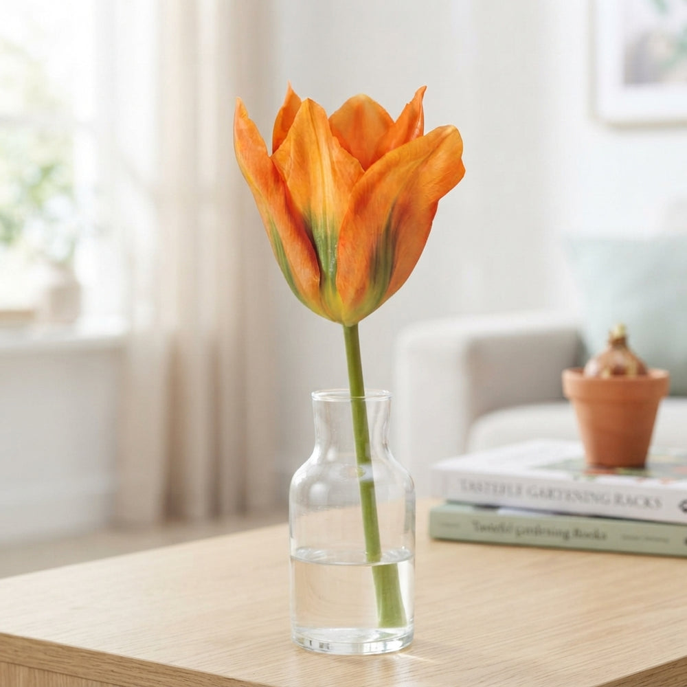 Orange Emperor Fosteriana Tulip Bulbs – 12cm