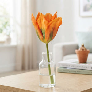 Orange Emperor Fosteriana Tulip Bulbs – 12cm
