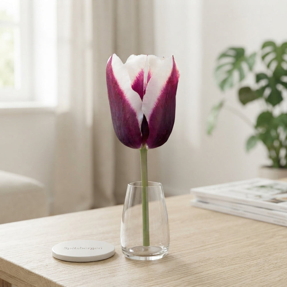 Tulipa Triumph ‘Spitsbergen’ Flower Bulbs – 7 Bulbs