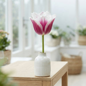 Tulipa 'Fringed Siesta' Flower Bulbs – 7 Bulbs