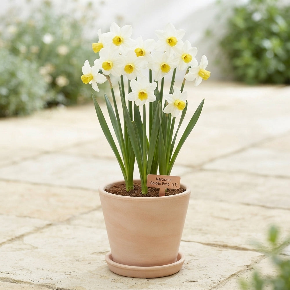 Narcissus ‘Golden Echo’ Flower Bulbs – 7 Bulbs
