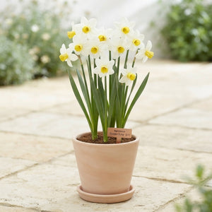 Narcissus ‘Golden Echo’ Flower Bulbs – 7 Bulbs