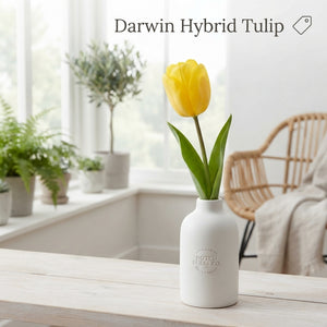 Mixed Darwin Hybrid Tulip Bulbs – 12 cm Bulb Size