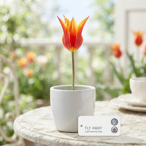 Tulipa Lily-Flowered ‘Fly Away’ Flower Bulbs – 7 Bulbs