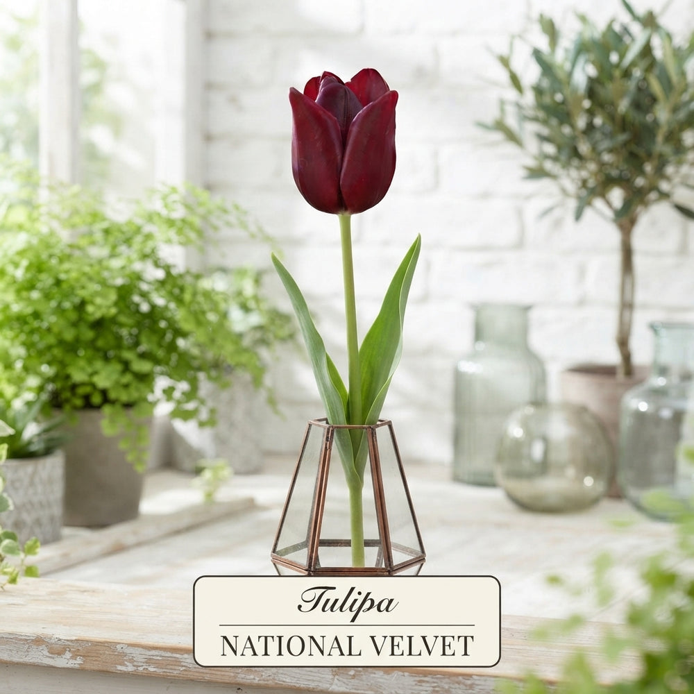 Tulipa ‘National Velvet’ Triumph Tulip Bulbs – 7 Bulbs