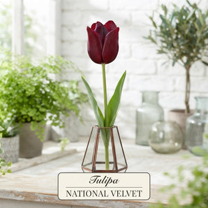 Tulipa ‘National Velvet’ Triumph Tulip Bulbs – 7 Bulbs