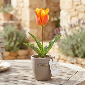 Tulipa Greigii ‘Fun Colours’ Tulip Bulbs – 10 Pack