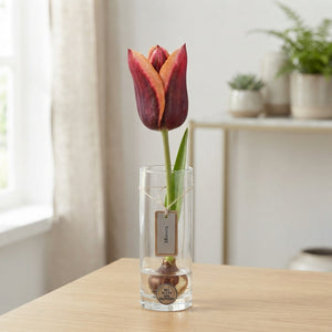 Tulipa Triumph ‘Muvota’ Flower Bulbs – 7 Bulbs
