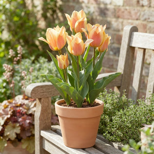 Tulipa greigii ‘Quebec’ Garden Tulip Bulbs