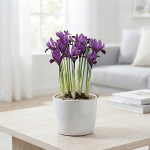 Iris reticulata ‘Purple Hill’ Flower Bulbs – 5/6
