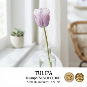 Tulipa Triumph ‘Silver Cloud’ Flower Bulbs – 5 Pack