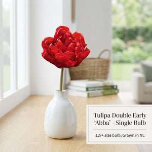 Tulipa Double Early ‘Abba’ Tulip Bulbs – 7 Pack