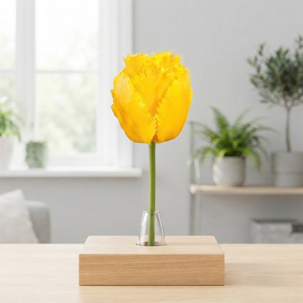 Tulipa ‘Fringed Crystal Star’ Tulip Bulbs – 12 cm