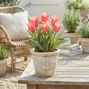 Tulipa Greigii ‘Toronto’ Red Tulip Bulbs – Pack of 10