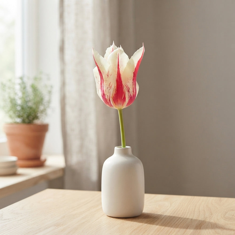 Tulip ‘Lilyflowering Marilyn’ Flower Bulbs – 7 Bulbs
