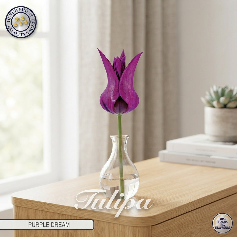 Tulipa Lily-Flowering ‘Purple Dream’ Flower Bulbs – 12cm