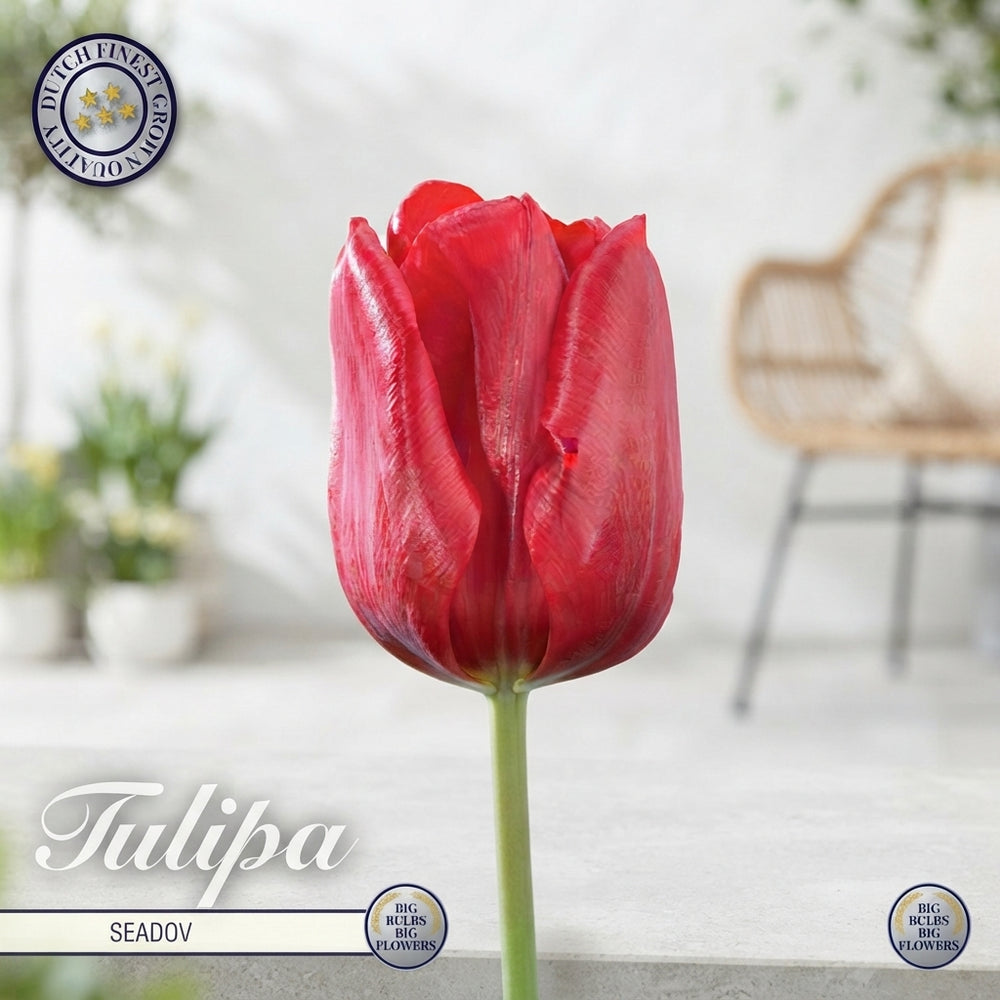 Tulipa Triumph ‘Seadov’ Flower Bulbs – 12 cm Bulbs