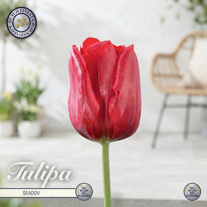 Tulipa Triumph ‘Seadov’ Flower Bulbs – 12 cm Bulbs