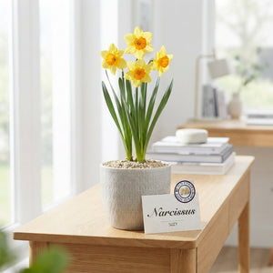 Narcissus ‘Suzy’ Flower Bulbs – Pack of 5