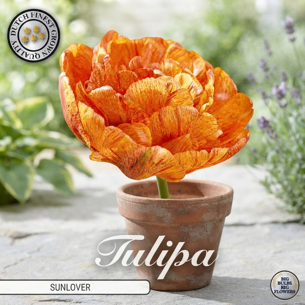 Tulipa 'Sunlover' Double Late Tulip Bulbs – 7 Pack