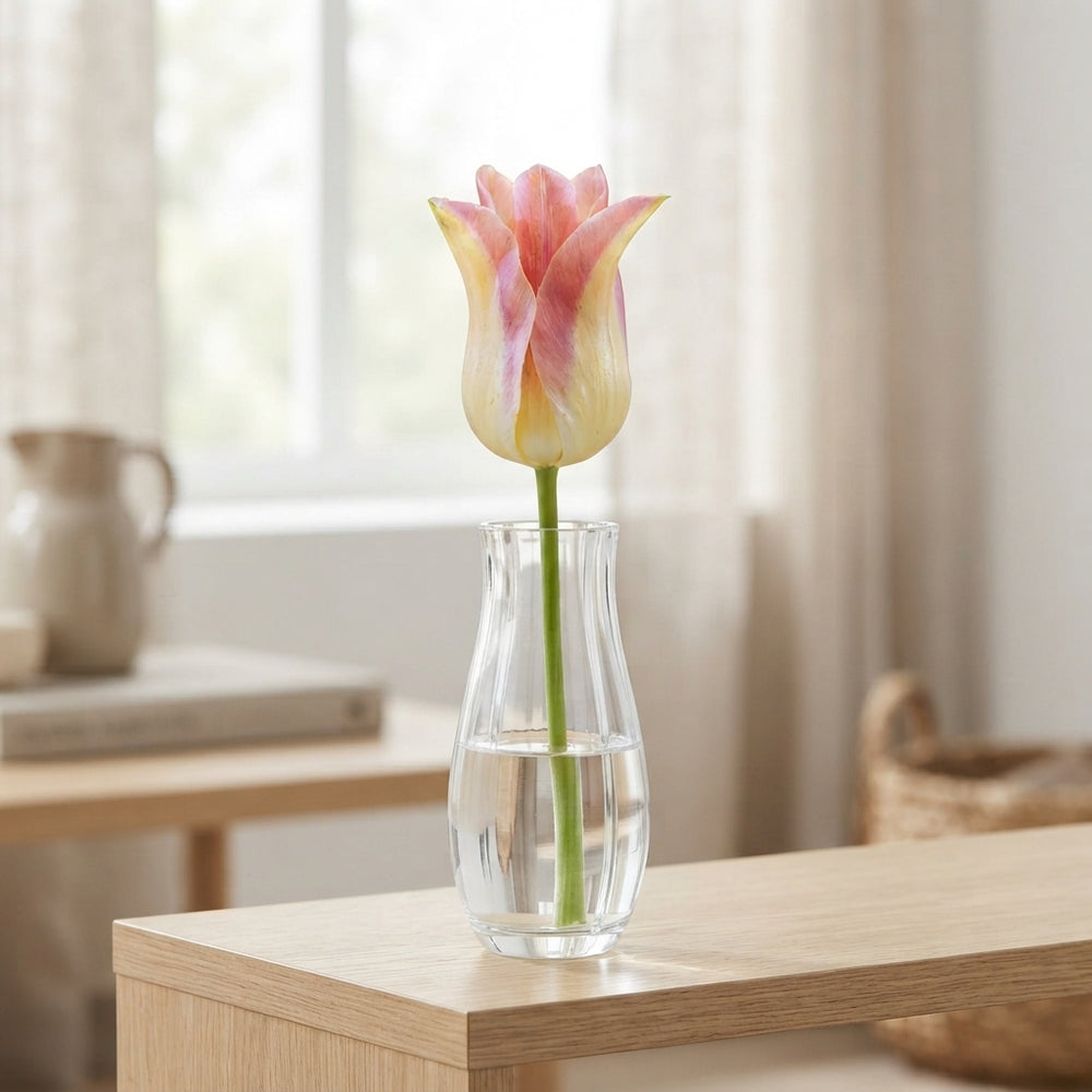 Elegant Lady Lily-Flowered Tulip Bulbs – 12cm