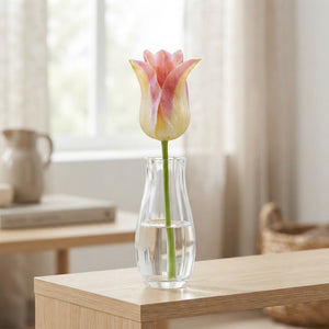 Elegant Lady Lily-Flowered Tulip Bulbs – 12cm