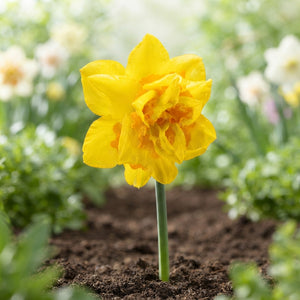 Narcissus ‘Dick Wilden’ Daffodil Bulbs – 5 Bulbs