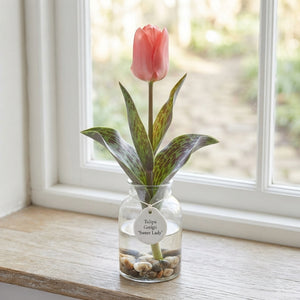 Tulipa Greigii ‘Sweet Lady’ Tulip Bulbs – 7 Pack