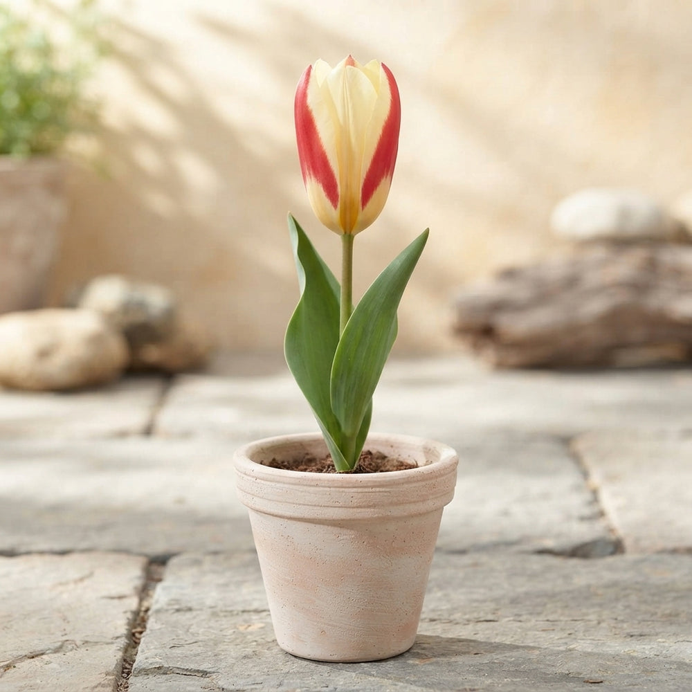 Tulipa kaufmanniana ‘The First’ – 7 Flower Bulbs