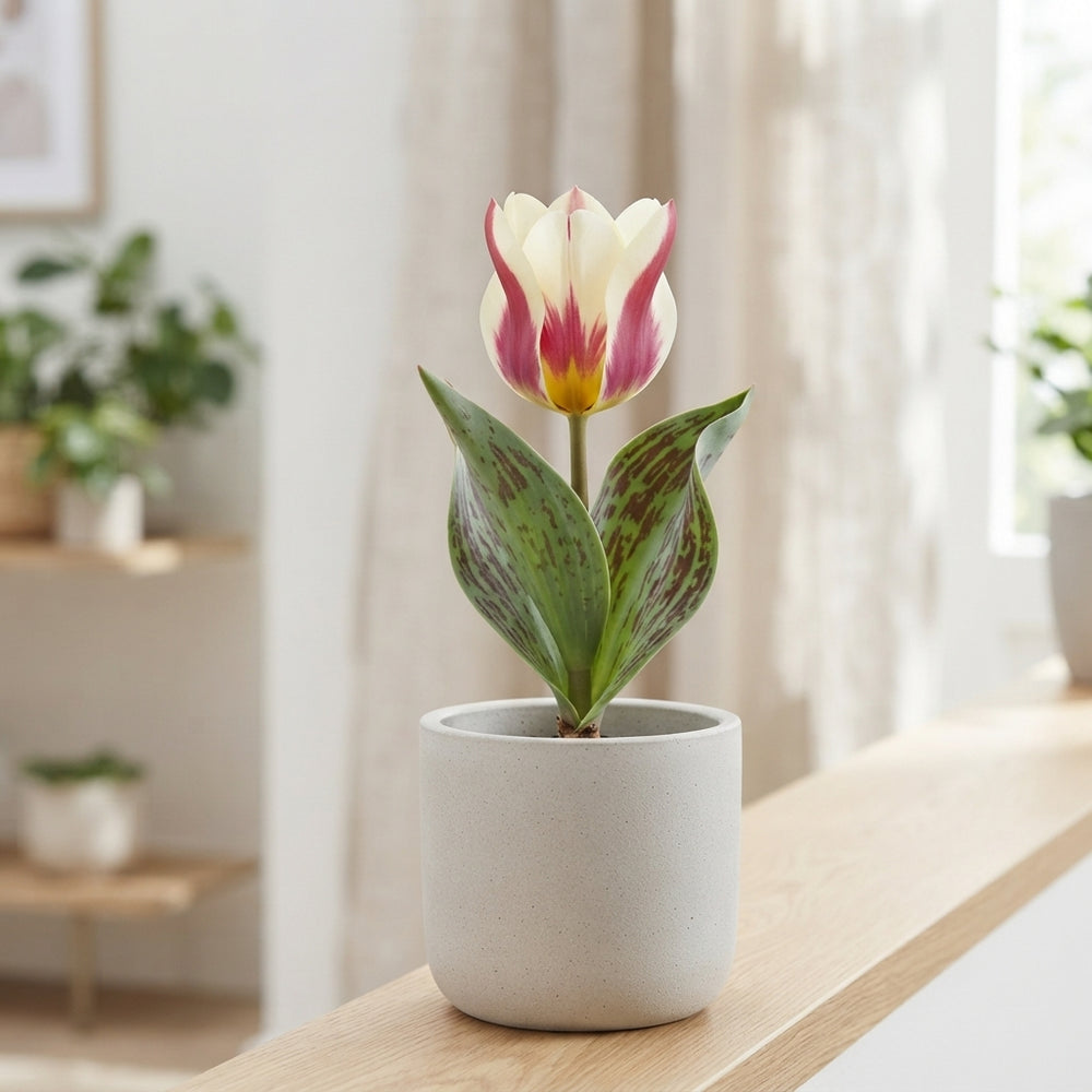 Tulipa greigii ‘Mary Ann’ Red and White Tulip Bulbs – 7 Pack