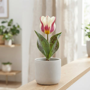 Tulipa greigii ‘Mary Ann’ Red and White Tulip Bulbs – 7 Pack