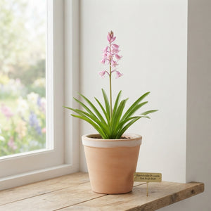 Mixed Spanish Bluebell Flower Bulbs (Hyacinthoides hispanica) – 8/9