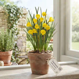 Hoop Petticoat Daffodil Bulbs (Narcissus bulbocodium) – Pack of 10