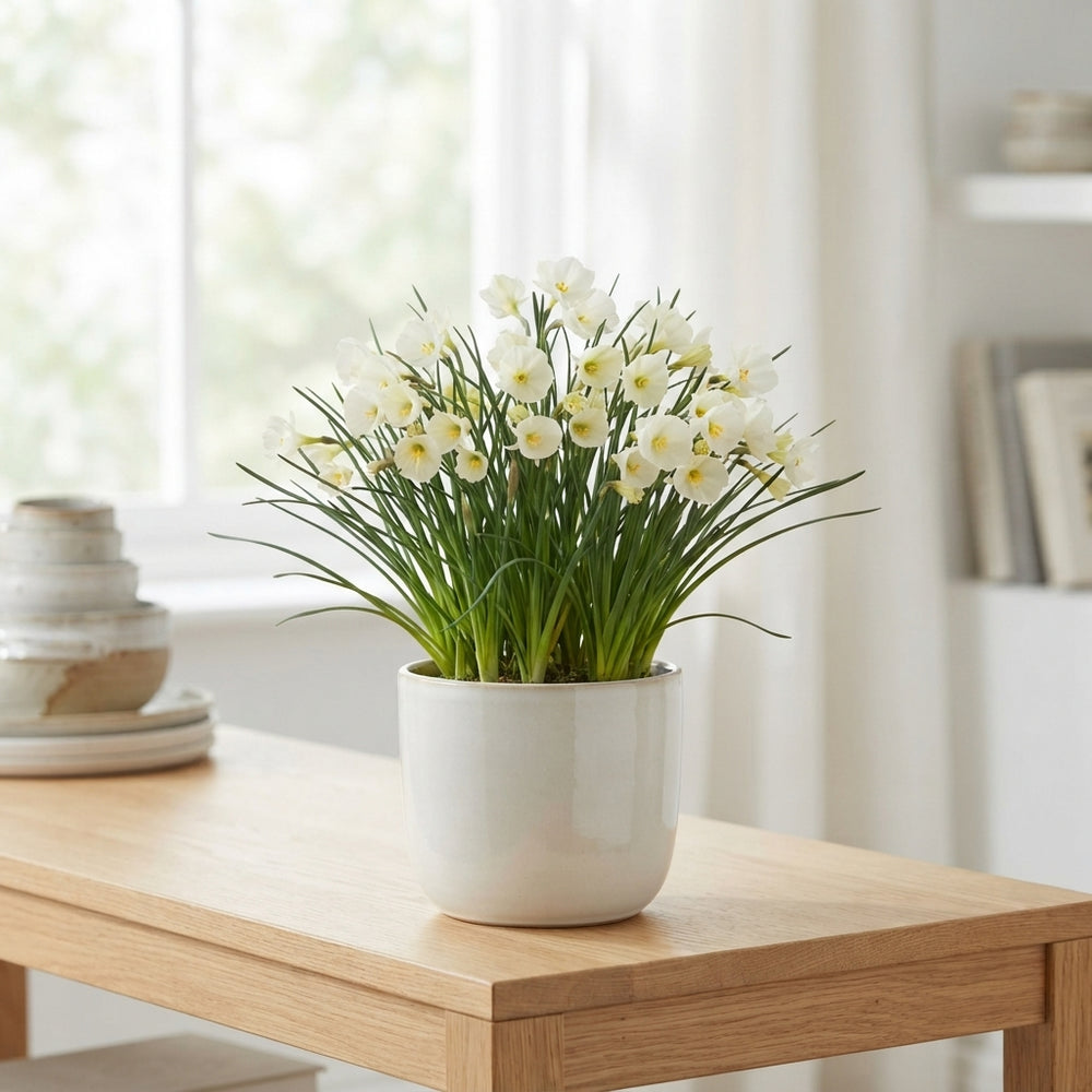 White Petticoat Daffodil Bulbs – Narcissus White Petticoat
