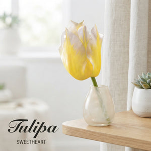 Tulipa Fosteriana ‘Sweetheart’ Tulip Bulbs – 7 Pack