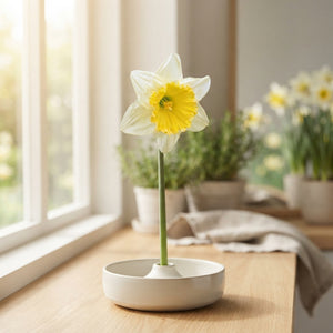 Narcissus ‘Ice Follies’ Large-Cupped Daffodil Bulbs – Pack of 5