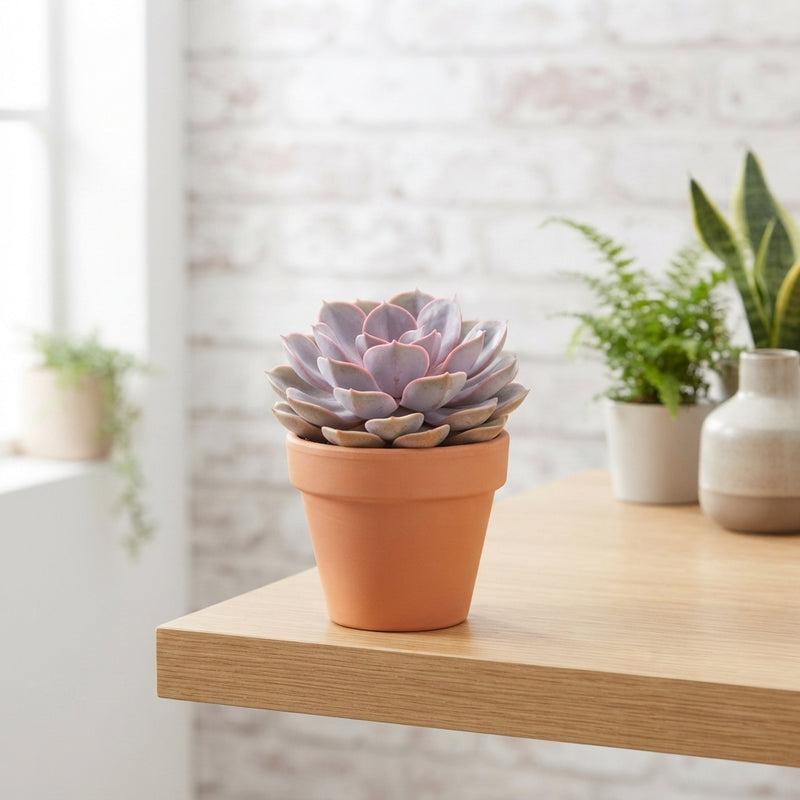 Mixed Echeveria Succulent – 8.5cm Pot